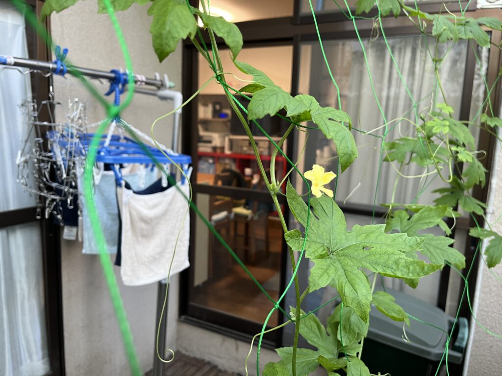 ゴーヤの花