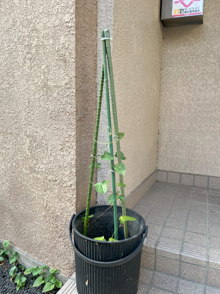 あさがお